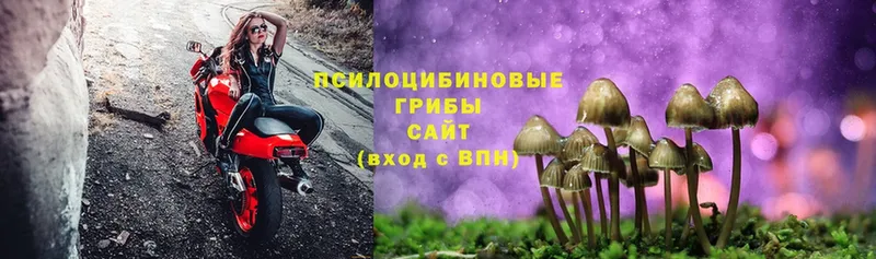 купить   это Telegram  OMG вход  Псилоцибиновые грибы Psilocybine cubensis  Нолинск 